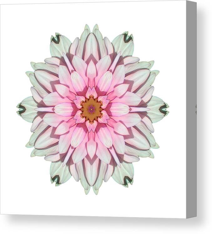 Flower Canvas Print featuring the photograph White and Pink Dahlia I Flower Mandala White by David J Bookbinder