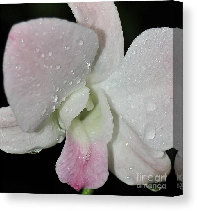 Orchid Canvas Print featuring the photograph White and Pink Den. Macro by Terri Winkler