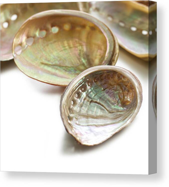 Biology Canvas Print featuring the photograph White Coloured Abalone Shells by Science Photo Library