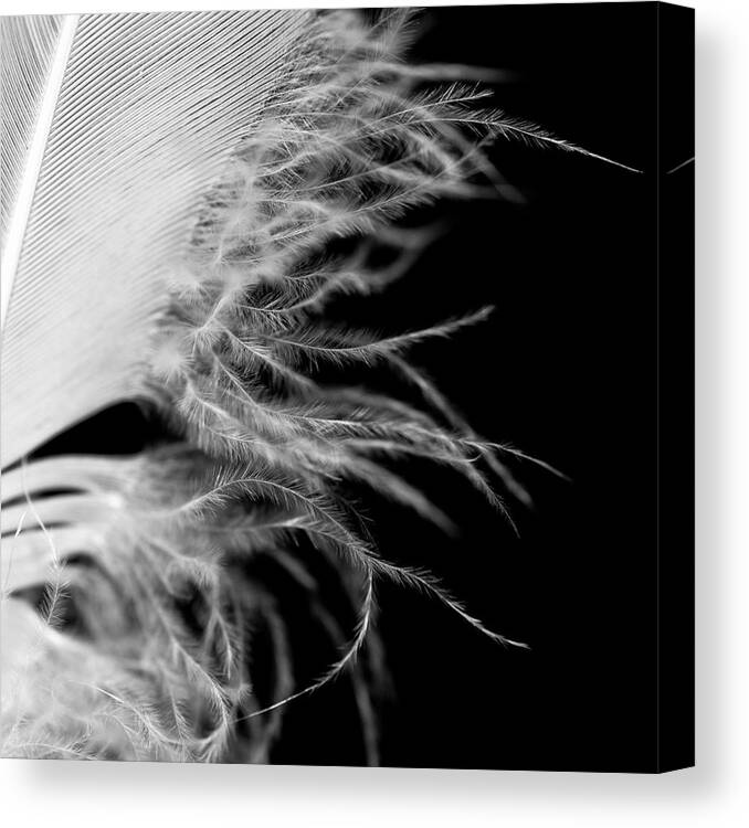 Abstract Canvas Print featuring the photograph White Feather by Perfect Lazybones