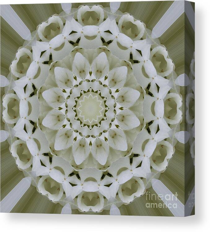 Mandala Canvas Print featuring the photograph White floral Mandala 4 by Carrie Cranwill