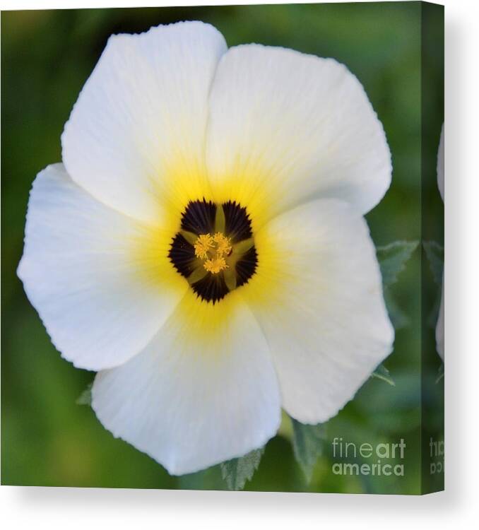 White Flower-spotlight Canvas Print featuring the photograph White Flower- Spotlight by Darla Wood