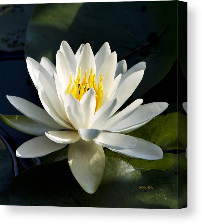 Water Lily Canvas Print featuring the photograph White Water Lily by Christina Rollo