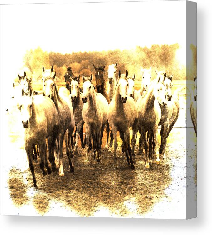 Horse Canvas Print featuring the photograph White Ghosts by Ang El