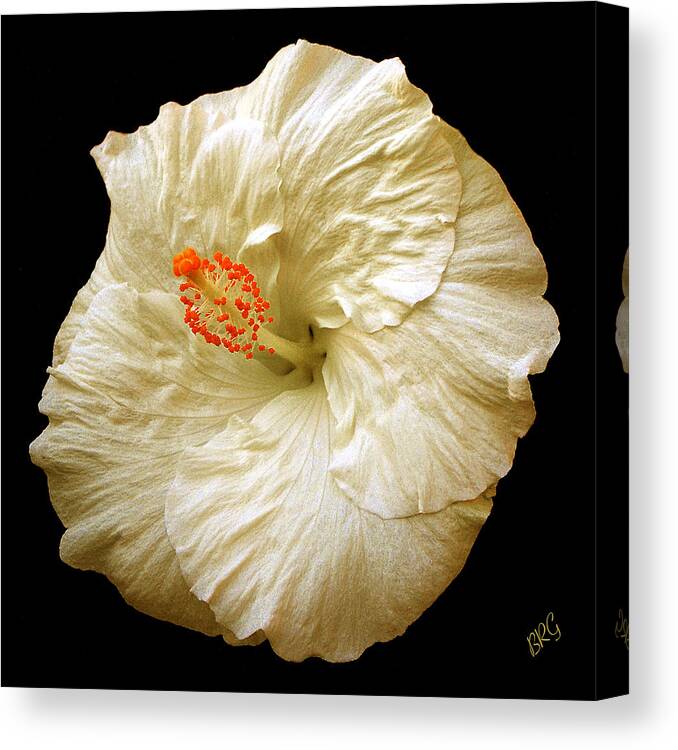 Hibiscus Canvas Print featuring the photograph White Hibiscus Portrait by Ben and Raisa Gertsberg