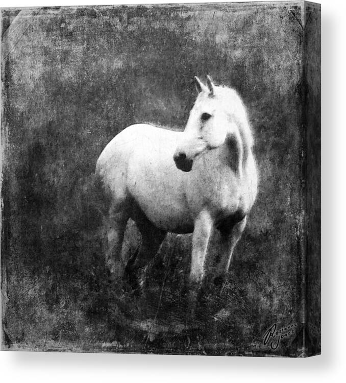 Horse Canvas Print featuring the photograph White Horse by Roseanne Jones