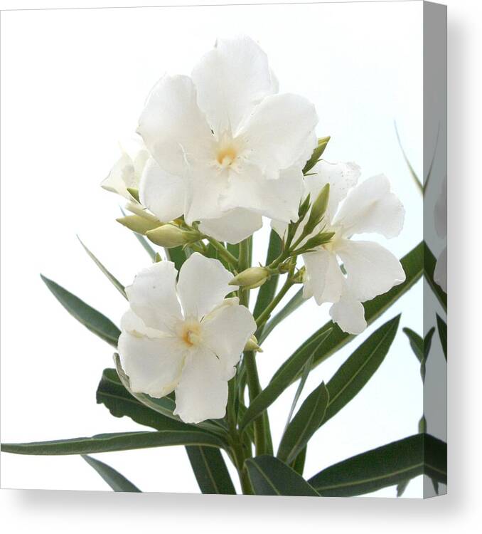 Nerium Oleander Canvas Print featuring the photograph White Oleander Flowers Close Up Isolated On White Background by Taiche Acrylic Art