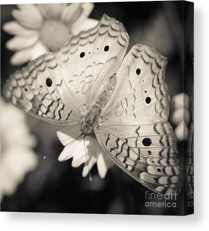 Butterfly Canvas Print featuring the photograph White Peacock Butterfly by Tamara Becker