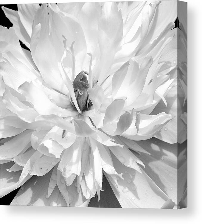 Art Canvas Print featuring the photograph White Peony I Black and White by Joan Han