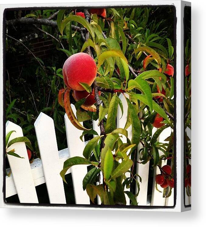 Nature Canvas Print featuring the photograph White Picket Fence by Pam Glucina