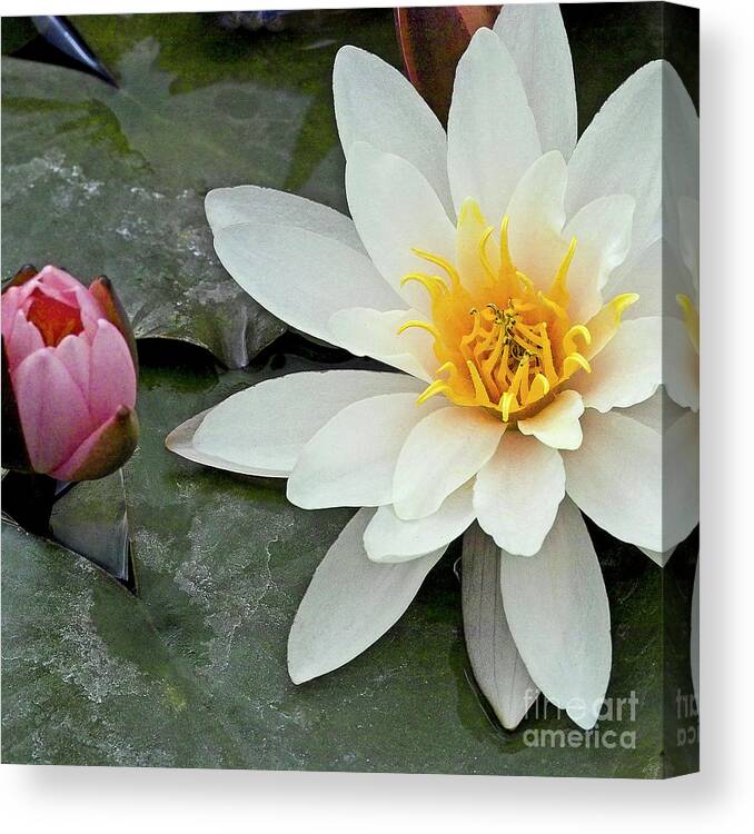 Water Llilies Canvas Print featuring the photograph White Water Lily Nymphaea by Heiko Koehrer-Wagner
