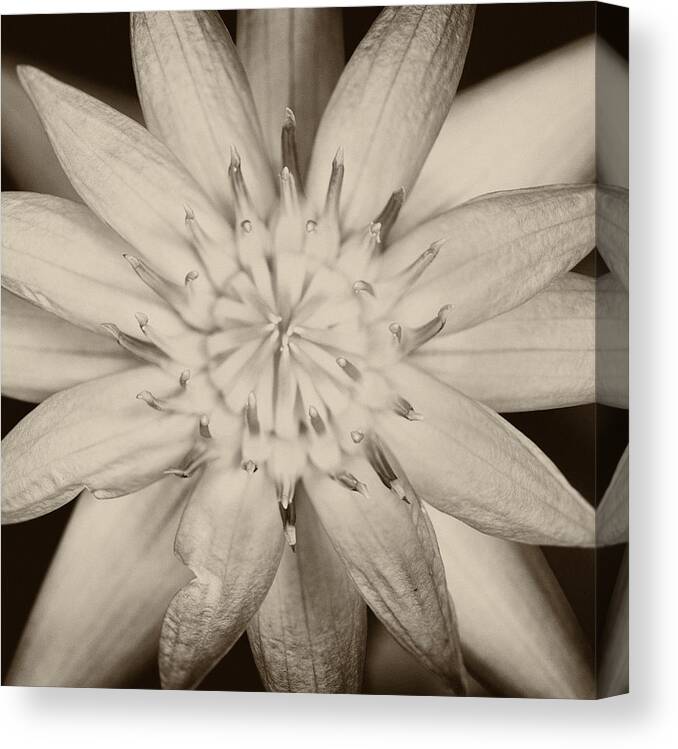 White Canvas Print featuring the photograph Lotus #1 by U Schade