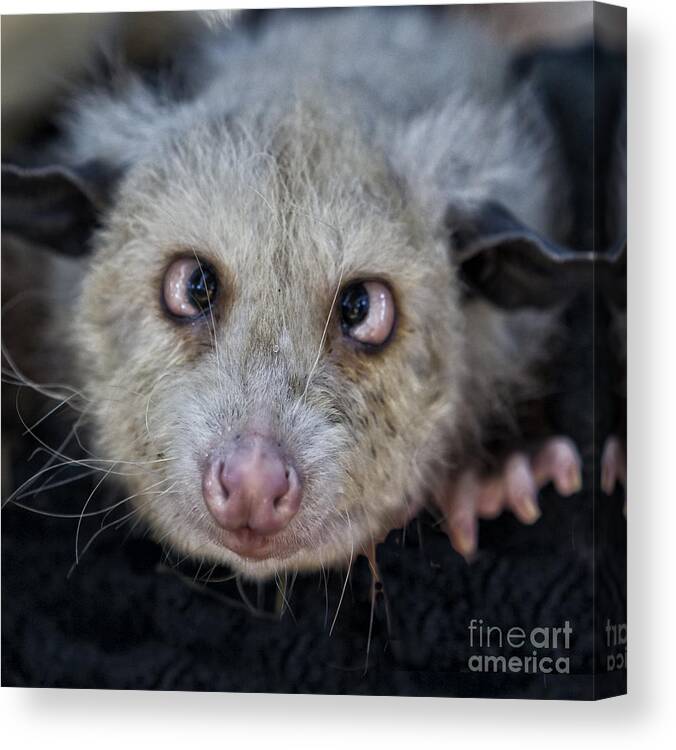 Possum Canvas Print featuring the photograph Who You Lookin At by Timothy Hacker