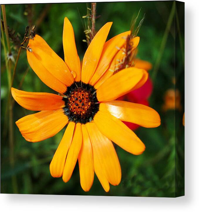 Flower Canvas Print featuring the photograph Wild Flower by Leticia Latocki