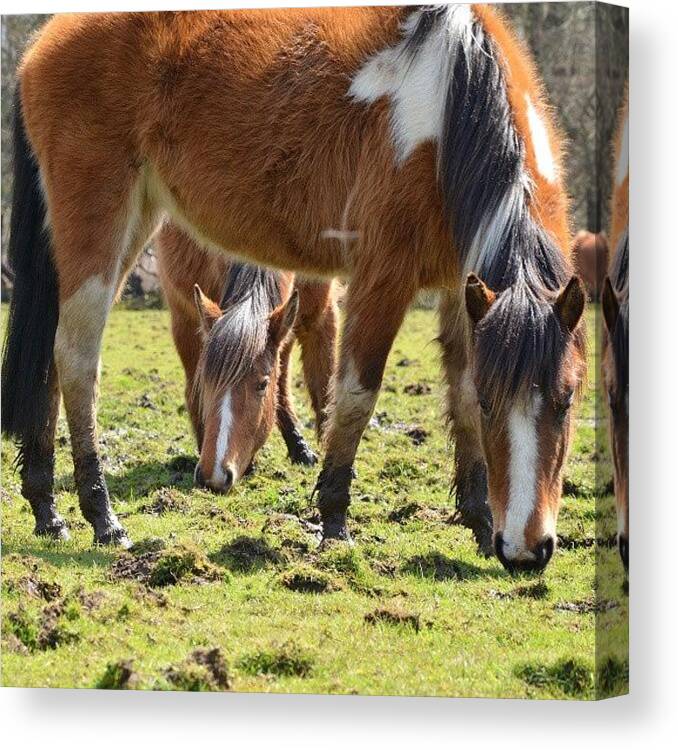 Nature Canvas Print featuring the photograph Wild Horses by Marian Farkas