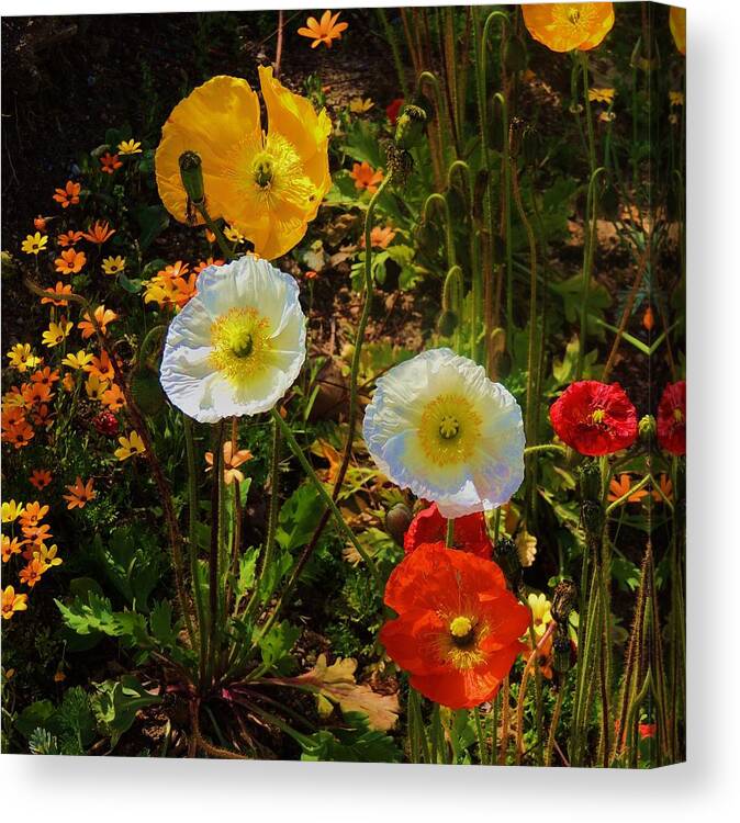 California Poppies Canvas Print featuring the photograph Wild Poppies by Helen Carson
