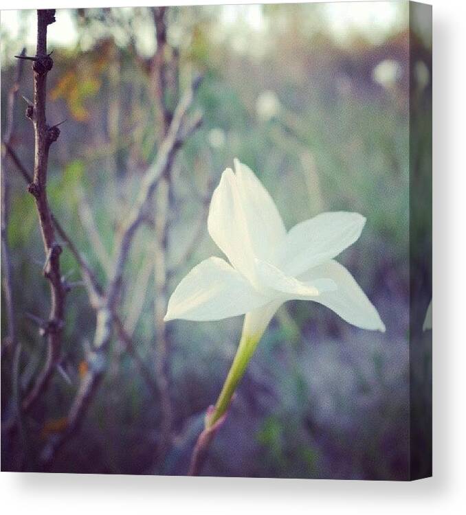 Ig_wonderfulnature Canvas Print featuring the photograph Wild Rain Lily (i Think). Delicate by Melinda Ledsome
