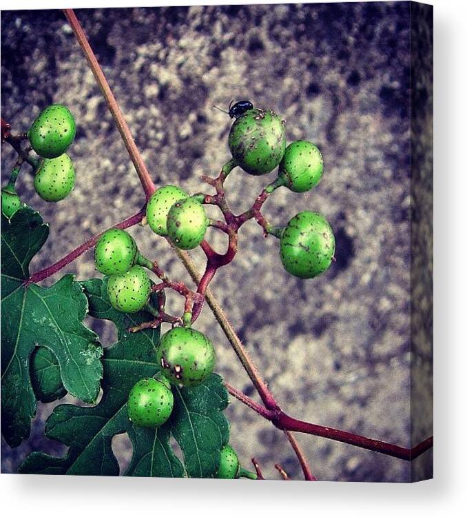Grapes Canvas Print featuring the photograph #wildgrapes #wild #grapes #flower by Yukiko Nobeno