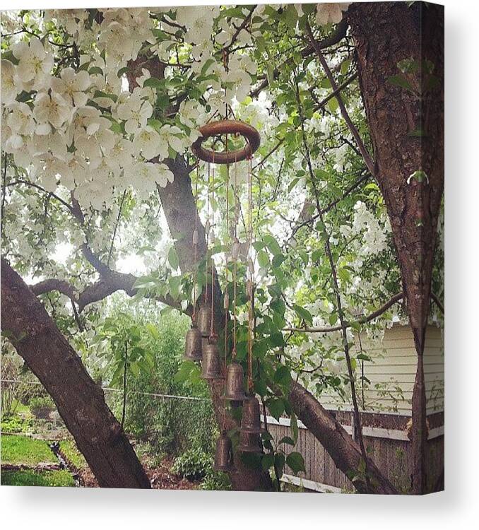 Blossoms Canvas Print featuring the photograph Wind Chime In My Apple Tree #blossoms by Heather Hogan