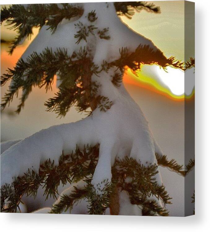 Westcoastnature Canvas Print featuring the photograph Winter Morning In The Mt. Hood National by Mike Warner