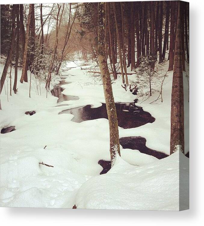  Canvas Print featuring the photograph Winter Woods by Midlyfemama Kosboth