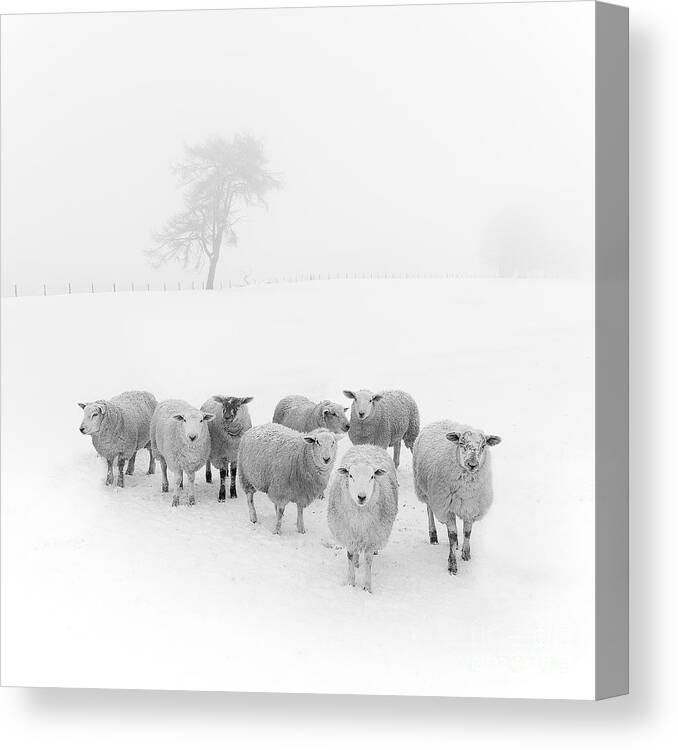 Sheep In Winter Canvas Print featuring the photograph Winter Woollies by Janet Burdon