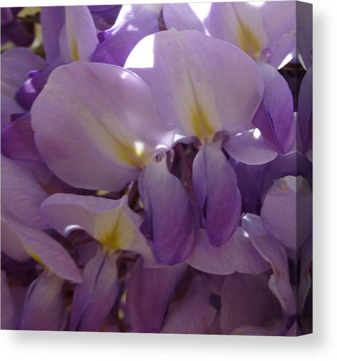 Purple Canvas Print featuring the photograph Wisteria Duo by Claudia Goodell