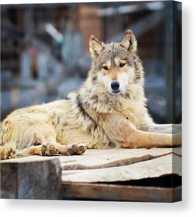 Dogsofinstagram Canvas Print featuring the photograph Wolf by Betsy B