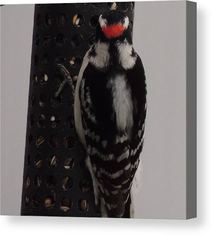 Wildlife Canvas Print featuring the photograph #woodpecker #bird #birds #bestbirds by Robb Needham
