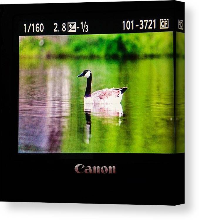 Goose Canvas Print featuring the photograph Working On Scooter Lake #goose by Scott Pellegrin