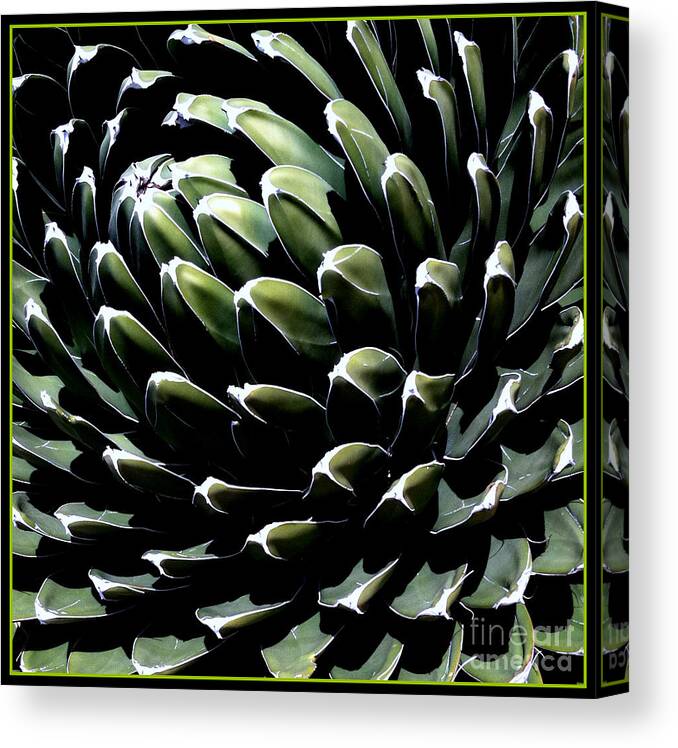 Cactus Canvas Print featuring the photograph y OWser two by Marlene Burns