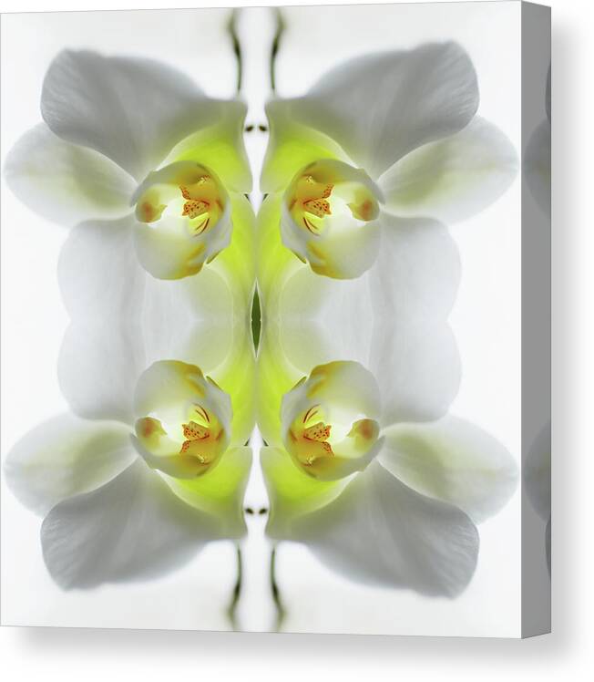 Tranquility Canvas Print featuring the photograph Yellow And White Orchid by Silvia Otte