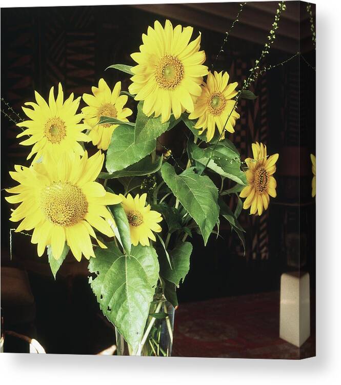Daisy Canvas Print featuring the photograph Yellow Daisies by Horst P. Horst