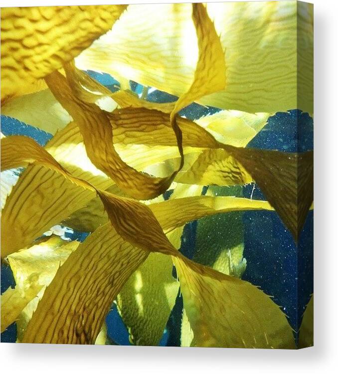 Textures Canvas Print featuring the photograph #yellow #green #brown #kelp #kelpforest by The Texturologist