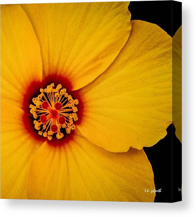 Yellow Flower Canvas Print featuring the photograph Yellow Hibuscus Too Squared by TK Goforth