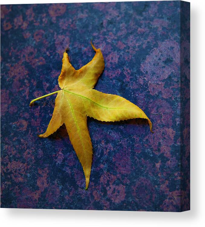 Leaf Image Posters Canvas Print featuring the photograph Yellow Leaf On Marble by David Davies