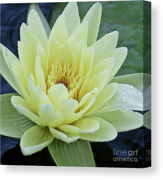 Water Llilies Canvas Print featuring the photograph Yellow Water Lily Nymphaea by Heiko Koehrer-Wagner