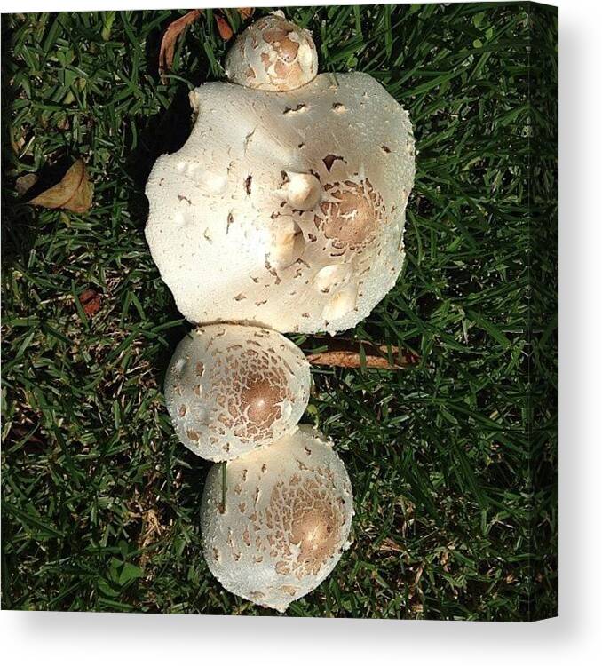 Sandiego Canvas Print featuring the photograph Yesterday's Mushrooms Tripled In Size! by Jennifer Augustine