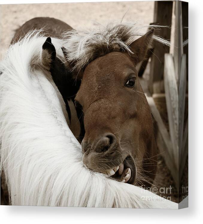 Horses Canvas Print featuring the photograph You Scratch Mine by Carol Lynn Coronios