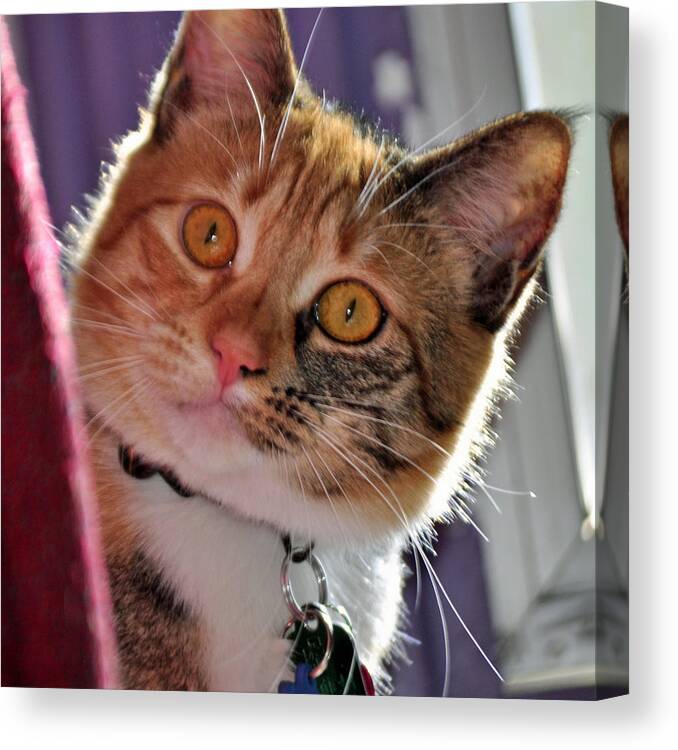 Feline Canvas Print featuring the photograph You Talking to Me? by Tikvah's Hope