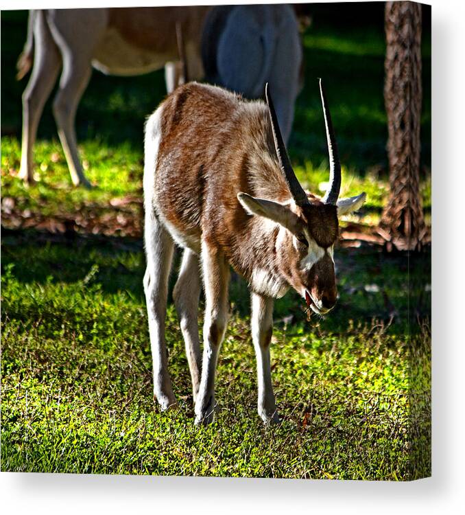Addax Canvas Print featuring the photograph Youngster Addax by Miroslava Jurcik