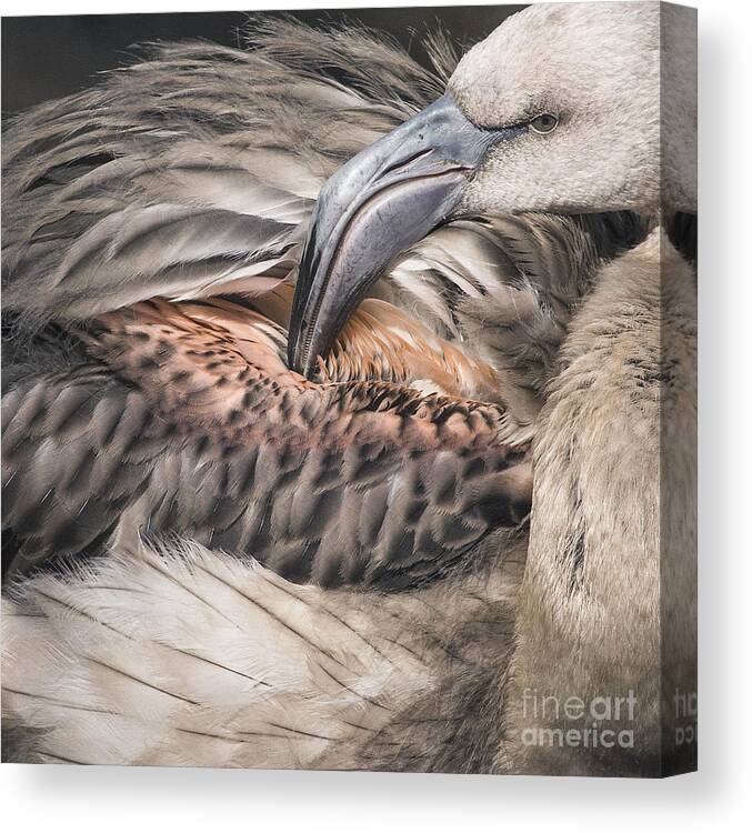 Birds Canvas Print featuring the photograph Young Flamingo by Sonya Lang