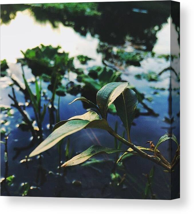 Plant Canvas Print featuring the photograph Drowning In Shallow Water by Allie Wisniewski