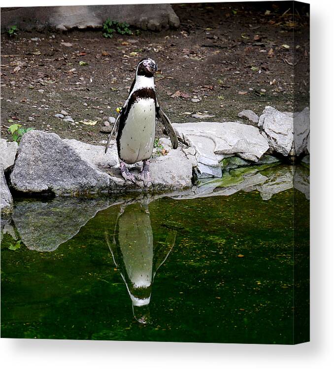 Richard Reeve Canvas Print featuring the photograph Zenguin by Richard Reeve