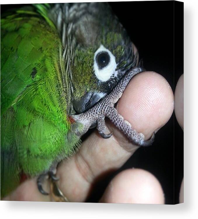 Zippy Canvas Print featuring the photograph Zippy Green Cheek Being Affectionate by Kevin Previtali
