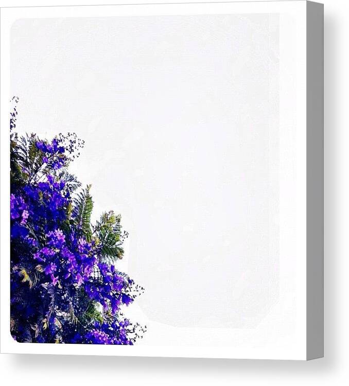 Purple Canvas Print featuring the photograph Corner Bouquet by Julie Gebhardt