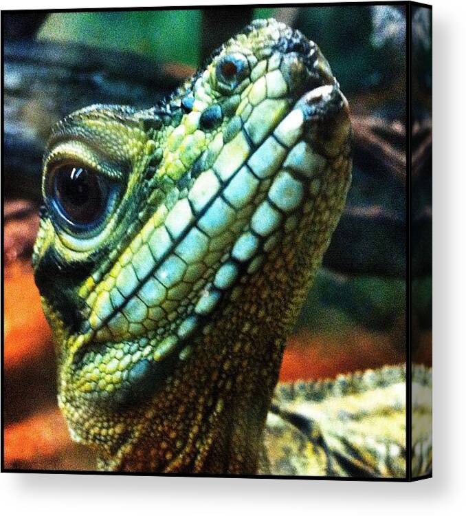 Instagram Canvas Print featuring the photograph ... Pic 5 Today At Cairns Tropical Zoo by Brian Cassey