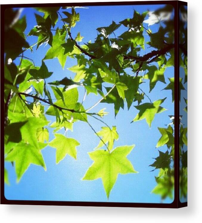 Beautiful Canvas Print featuring the photograph :) #sunny #summer #leaf #green #leaves by Elisa B