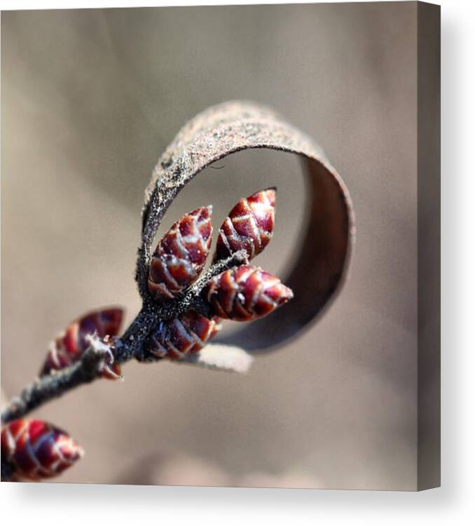  Canvas Print featuring the photograph 0 Modification by Marie-Claude Charron
