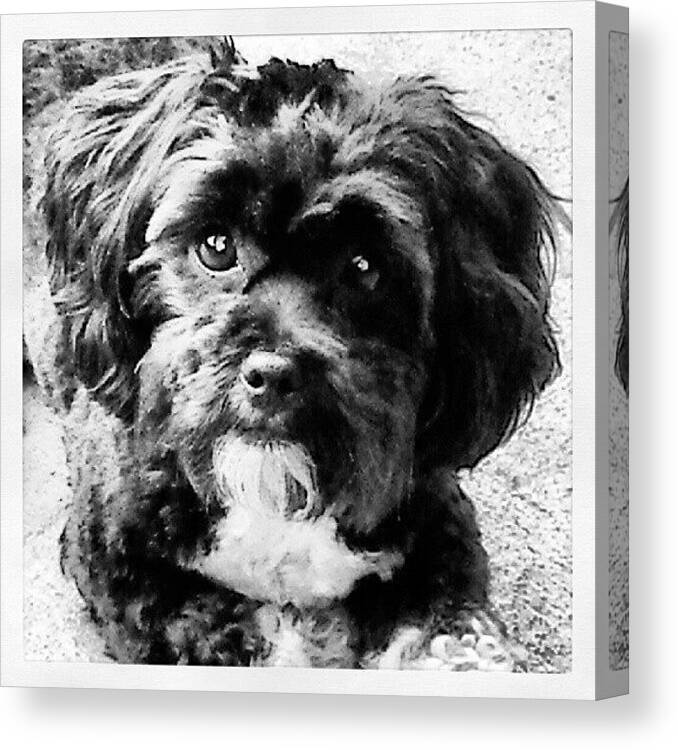 Lhasapoo Canvas Print featuring the photograph #1 by Mary Ohagan